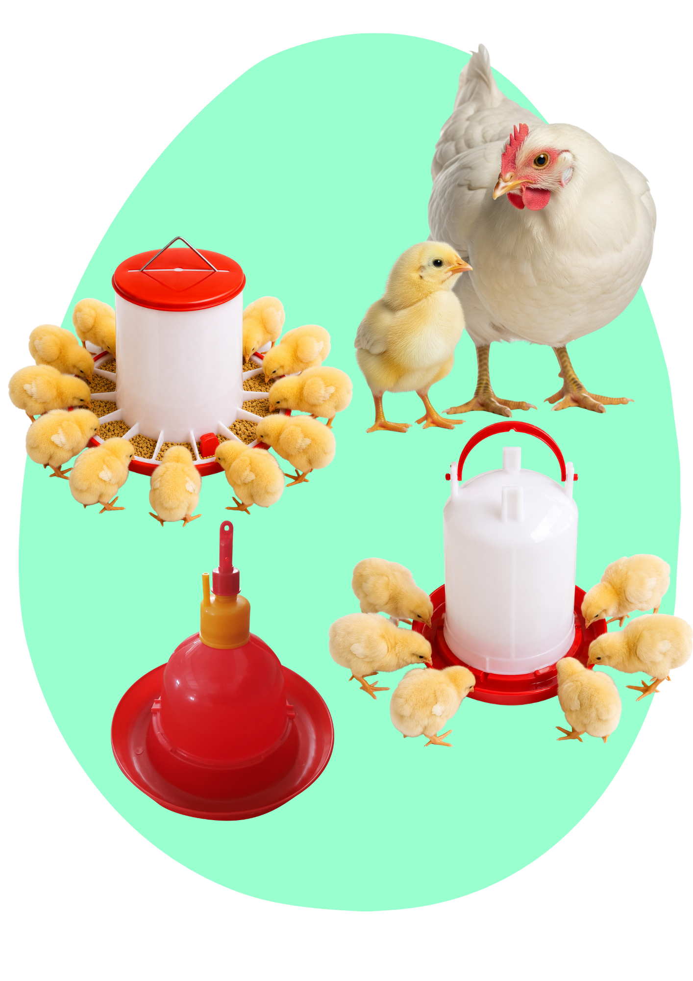 SureGrow™ poultry drinkers &amp; feeders 